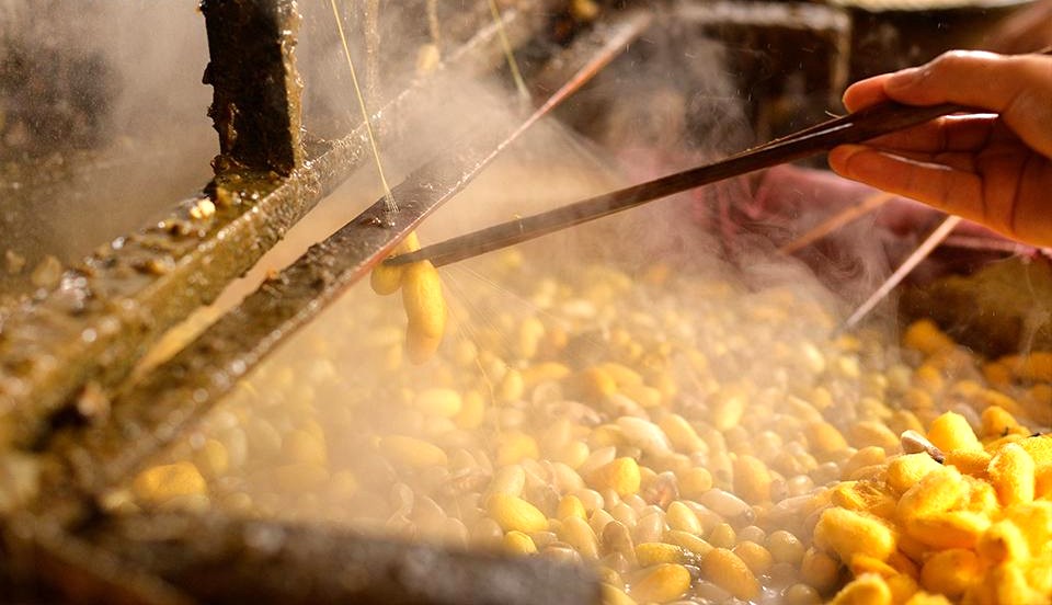 Theo dấu tằm tơ Theo dấu tằm tơ