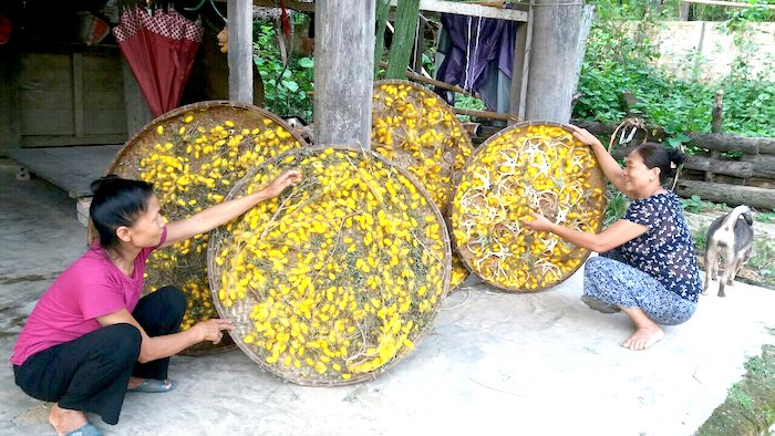 Theo dấu tằm tơ