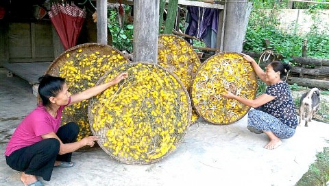 Theo dấu tằm tơ