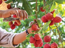 Bắc Giang kỳ vọng vụ vải thiều 2025 bội thu