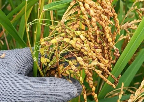 phat huy upland rice 3 star ocop product