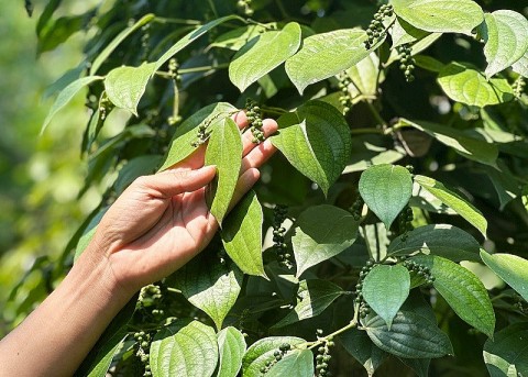 quang nam xay dung chuoi gia tri cho cay tieu binh que