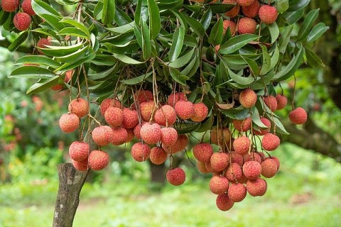 bac giang ky vong vu vai thieu nam 2025 boi thu