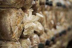 Huyện Thái Thuỵ (Thái Bình): Hỗ trợ nâng tầm sản phẩm OCOP