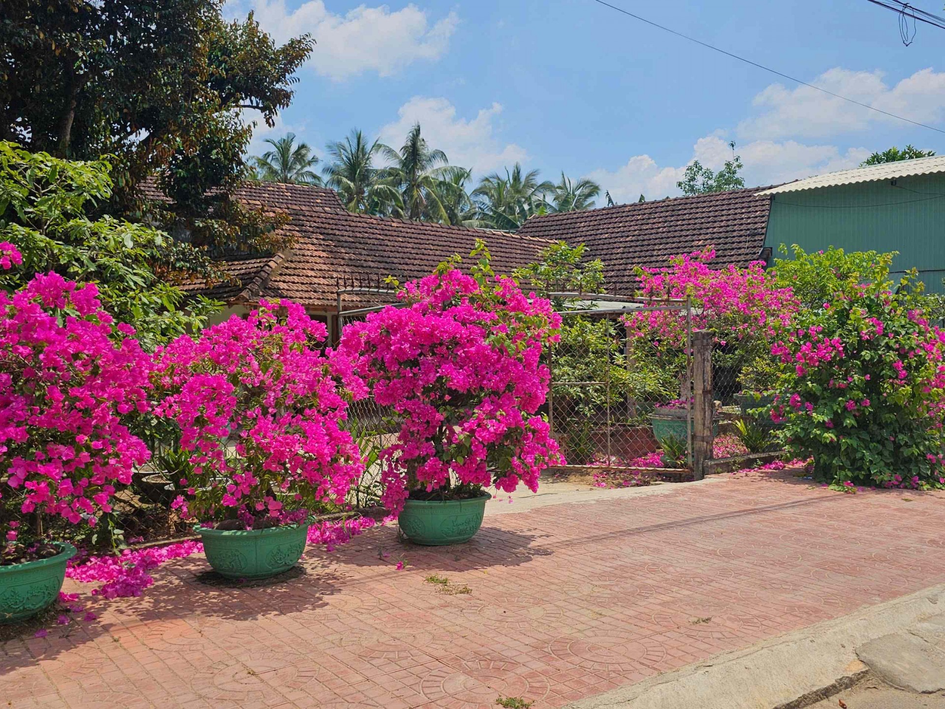 Bình Định: Xã Mỹ Trinh chuyển mình mạnh mẽ đạt chuẩn nông thôn mới nâng cao năm 2024 Bình Định: Xã Mỹ Trinh chuyển mình mạnh mẽ đạt chuẩn nông thôn mới nâng cao năm 2024