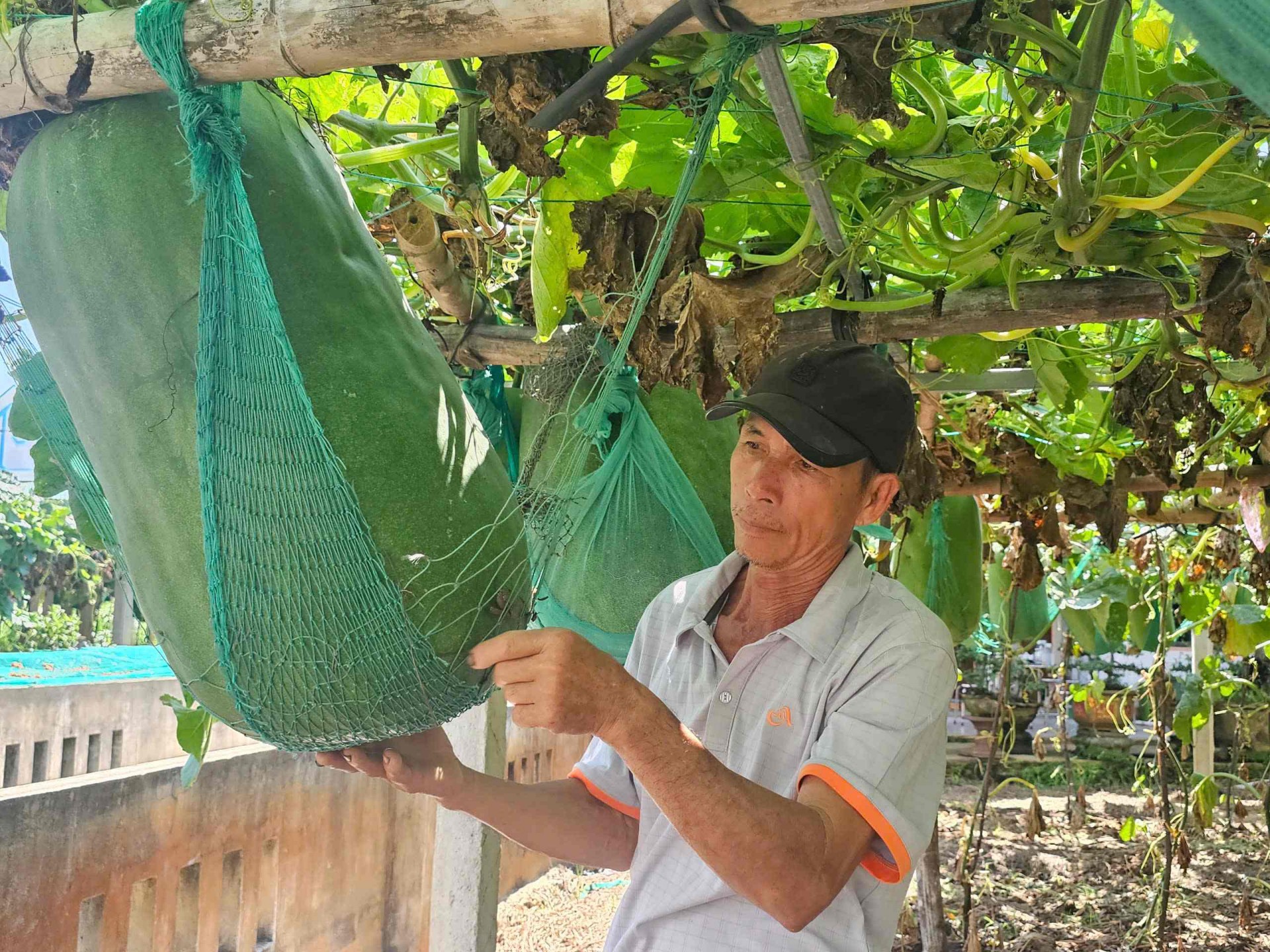 Làng bí đao khổng lồ độc nhất vô nhị của làng quê Bình Định