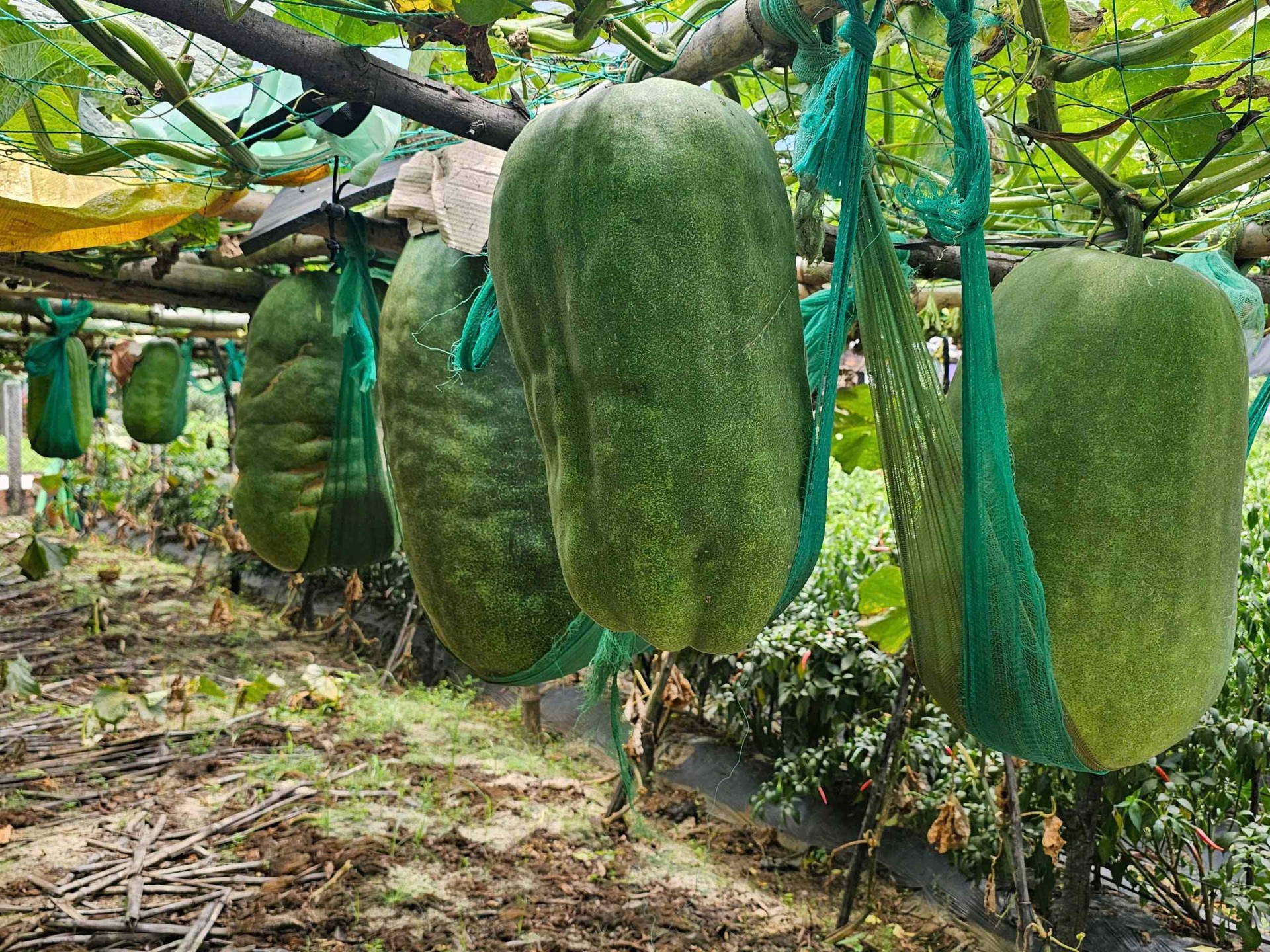 Làng bí đao khổng lồ độc nhất vô nhị của làng quê Bình Định