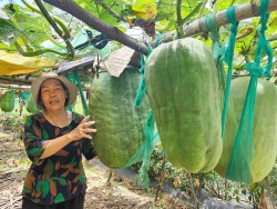 Làng bí đao khổng lồ độc nhất vô nhị của làng quê Bình Định