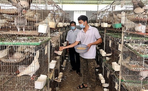 Thanh niên bỏ phố về quê, làm giàu từ mô hình nuôi chim bồ câu Pháp