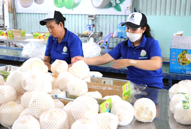 Chế biến dừa tươi xuất khẩu tại Hợp tác xã Hưng Thịnh Phát, huyện Chợ Gạo, tỉnh Tiền Giang. Chế biến dừa tươi xuất khẩu tại Hợp tác xã Hưng Thịnh Phát, huyện Chợ Gạo, tỉnh Tiền Giang.