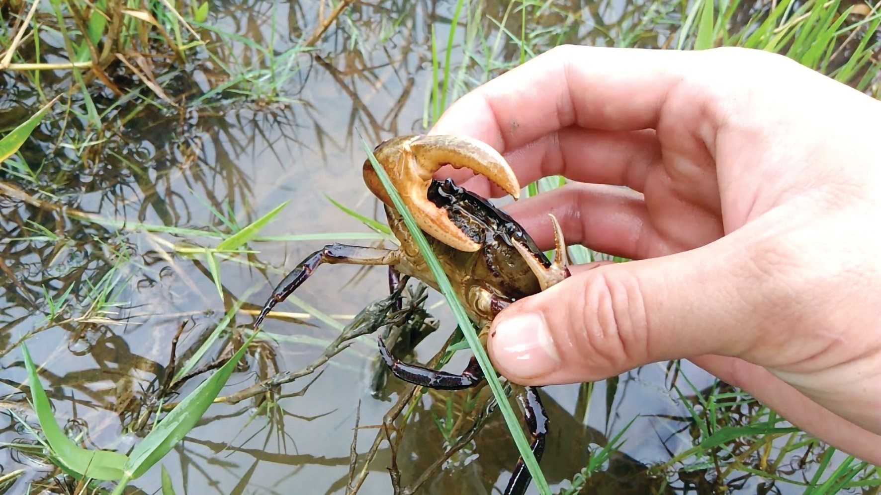 Cua đồng và nỗi nhớ tuổi thơ Cua đồng và nỗi nhớ tuổi thơ