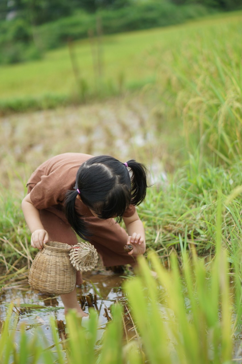 Cua đồng và nỗi nhớ tuổi thơ Cua đồng và nỗi nhớ tuổi thơ