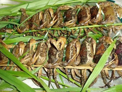 Cua đồng và nỗi nhớ tuổi thơ Cua đồng và nỗi nhớ tuổi thơ