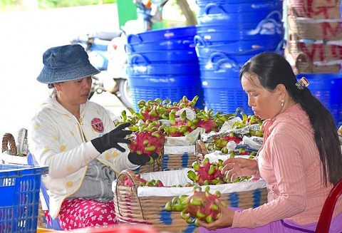 Huyện nông thôn mới nâng cao Chợ Gạo ngày càng khởi sắc