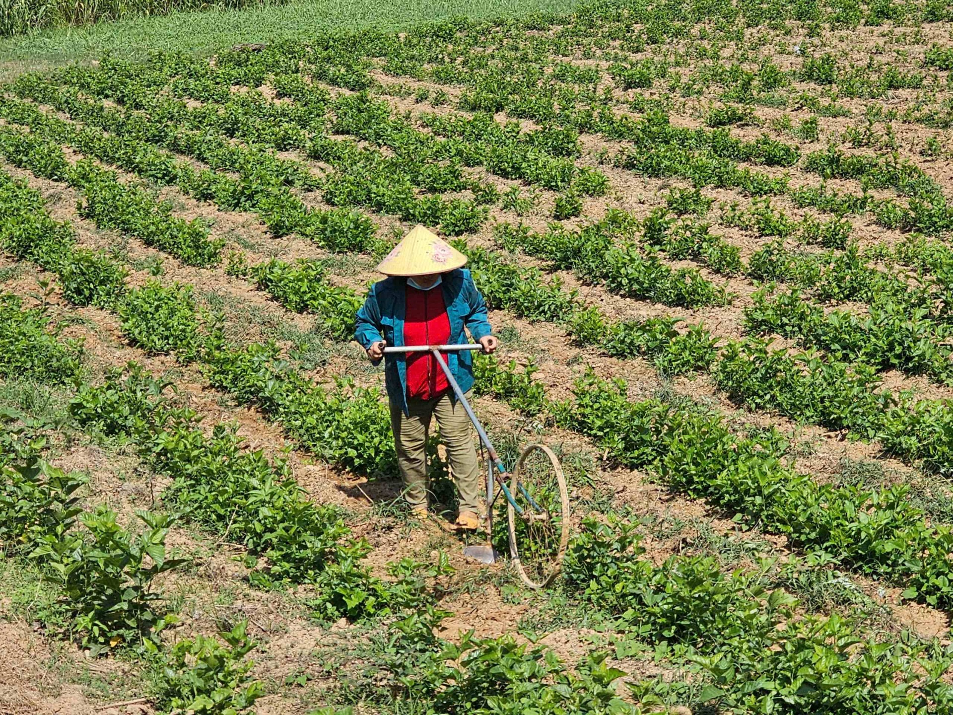 Bình Định: Đào tạo nghề nông nghiệp cho 2.000 lao động nông thôn năm 2025