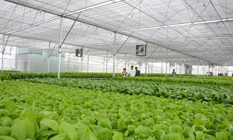 Phước Hậu: Phát triển sản xuất rau công nghệ cao thích ứng biến đổi khí hậu