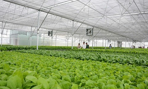 phuoc hau phat trien san xuat rau cong nghe cao thich ung bien doi khi hau