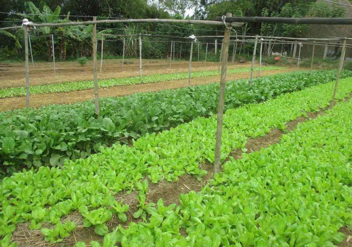 Bình Định: Xã Phước Hiệp khai thác tiềm năng, lợi thế xây dựng nông thôn mới nâng cao Bình Định: Xã Phước Hiệp khai thác tiềm năng, lợi thế xây dựng nông thôn mới nâng cao