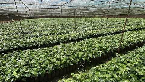 dem nguoc truoc khi eudr co hieu luc dau la trong tam doanh nghiep can chu y