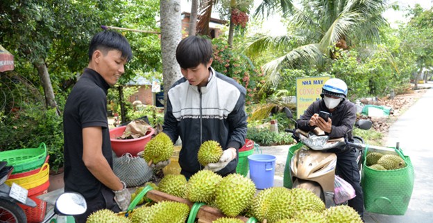 Giá sầu riêng giảm sâu do xuất khẩu gặp khó