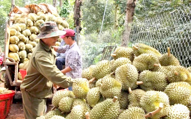 Giá sầu riêng giảm sâu do xuất khẩu gặp khó Giá sầu riêng giảm sâu do xuất khẩu gặp khó