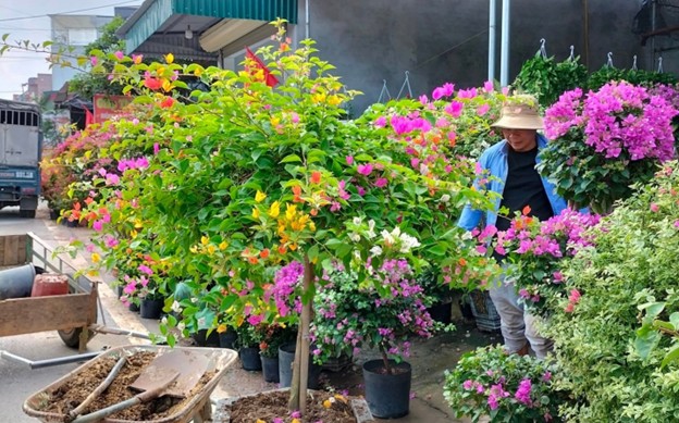 Những năm gần đây, nhiều gia đình ở xã Hoàng Xá có kinh tế ổn định nhờ trồng và kinh doanh hoa, cây cảnh.