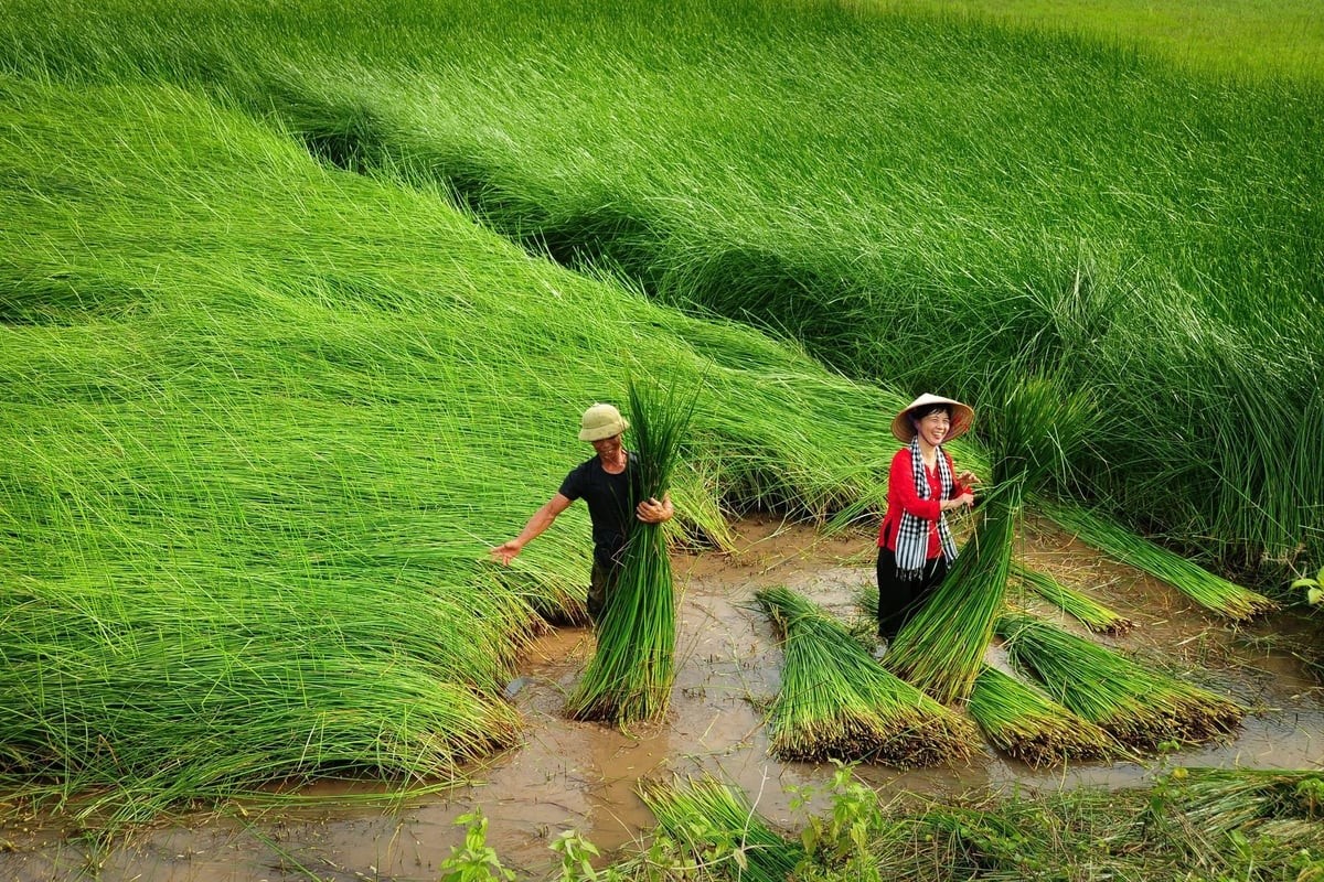 Làng cói Kim Sơn