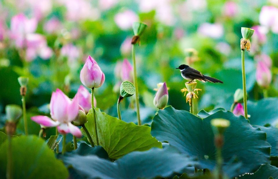 Tháng Năm nhớ Bác từ làng Sen Tháng Năm nhớ Bác từ làng Sen