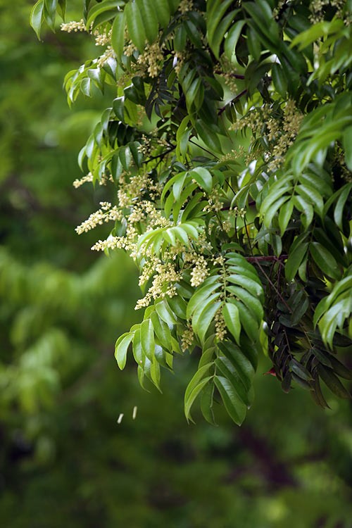 Hoa sấu tháng Năm