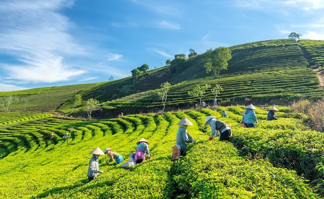 Homestay xinh đẹp giữa đồi chè