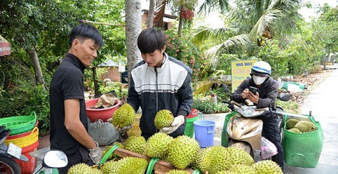 Giá sầu riêng giảm sâu do xuất khẩu gặp khó