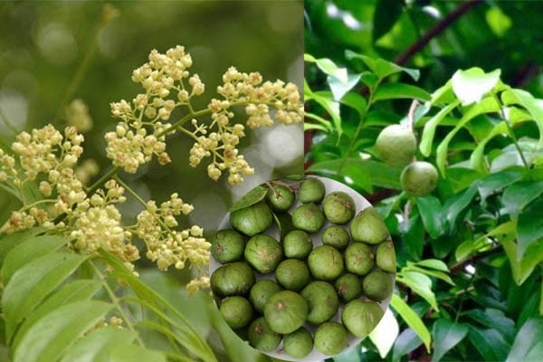 Hoa sấu tháng Năm