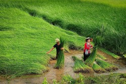 Làng cói Kim Sơn