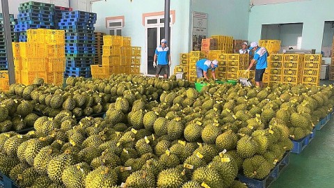 san pham ocop o bao lam chinh phuc thi truong quoc te