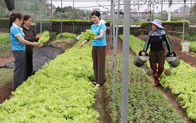 HTX rau màu Dân Lý: Kết nối nông dân, nâng giá trị sản phẩm nông nghiệp an toàn