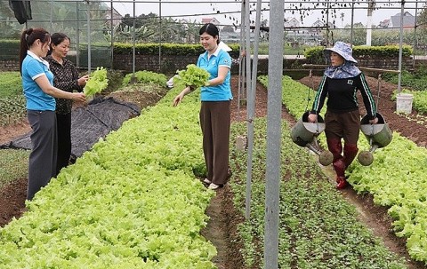 HTX rau màu Dân Lý: Kết nối nông dân, nâng giá trị sản phẩm nông nghiệp an toàn