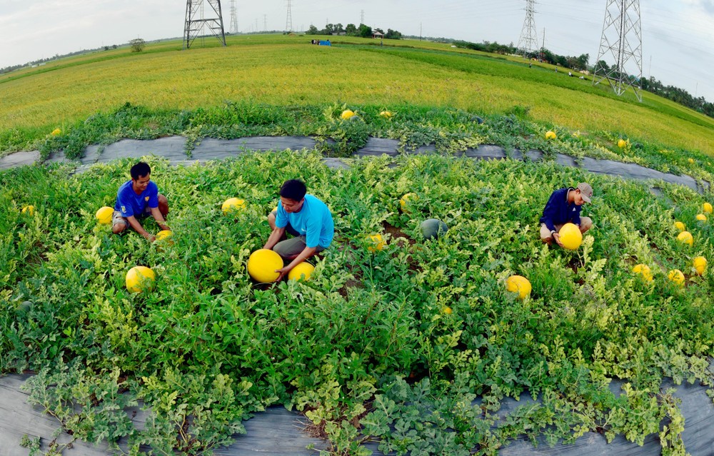 Công nhận 4 huyện về đích nông thôn mới