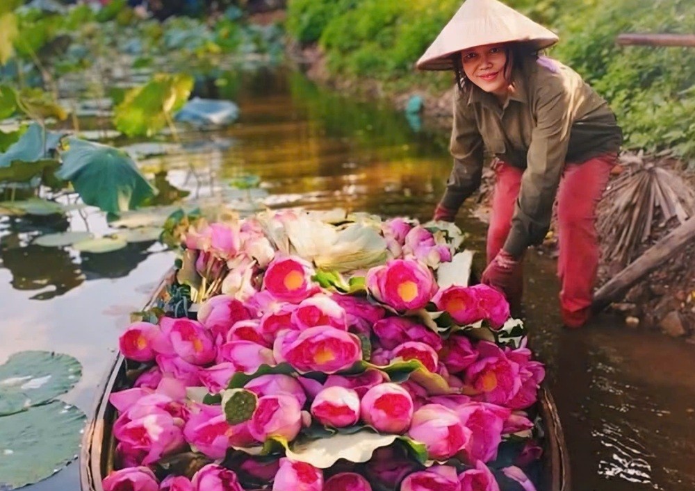 Người dân Quảng An hái hoa sen Tây Hồ sáng sớm.