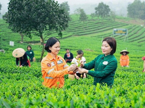 Huyện Đài Từ: Phát triển sản phẩm OCOP thúc đẩy xây dựng nông thôn mới