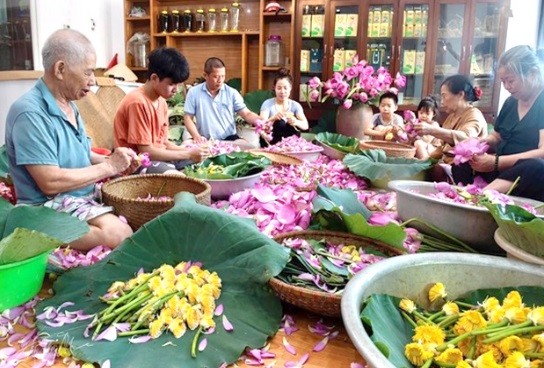 Gia đình nghệ nhân Ngô Văn Xiêm sản xuất trà ướp sen Gia đình nghệ nhân Ngô Văn Xiêm sản xuất trà ướp sen