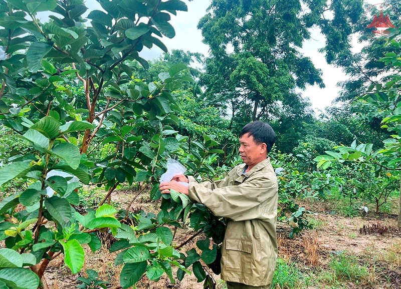 Vĩnh Phúc: Phát triển vùng trồng cây ăn quả đạt chứng nhận sản phẩm OCOP