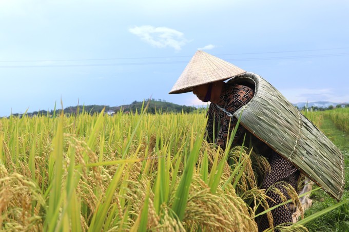 Khám phá nghề chằm áo tơi Yên Lạc – Nét đẹp văn hóa truyền thống Hà Tĩnh
