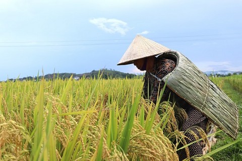 Khám phá nghề chằm áo tơi Yên Lạc – Nét đẹp văn hóa truyền thống Hà Tĩnh