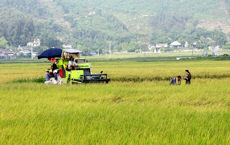 Trong quá trình xây dựng NTM, các cây trồng như lúa được định hướng phát triển theo hướng an toàn nhằm nâng cao giá trị sản phẩm. Trong quá trình xây dựng NTM, các cây trồng như lúa được định hướng phát triển theo hướng an toàn nhằm nâng cao giá trị sản phẩm.