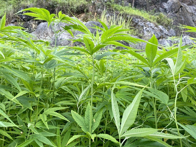 Làng nghề dệt lanh Lùng Tám – Nét văn hóa Mông trên Cao nguyên đá Làng nghề dệt lanh Lùng Tám – Nét văn hóa Mông trên Cao nguyên đá