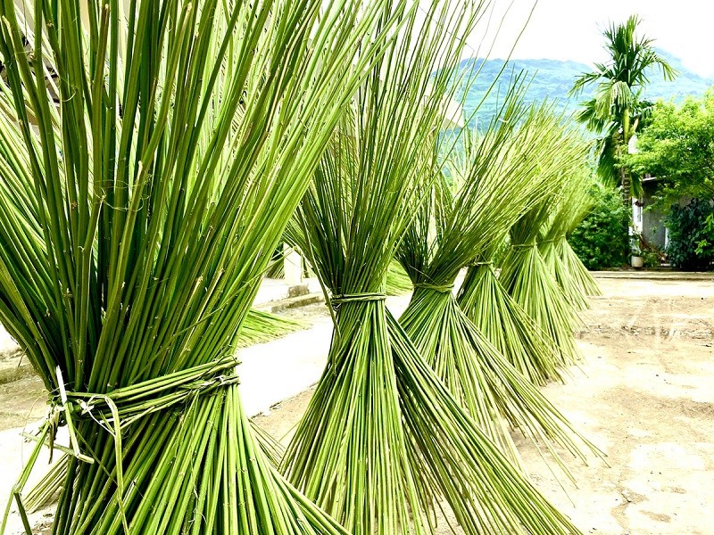 Những cây lanh là nguyên liệu để chế biến thành sợi dệt vải lanh truyền thống của người Mông Những cây lanh là nguyên liệu để chế biến thành sợi dệt vải lanh truyền thống của người Mông