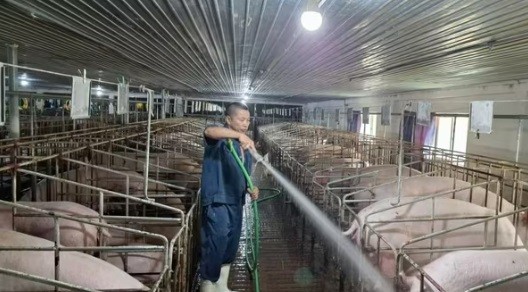 Công nhân HTX Lùng Khoang, huyện Văn Quan vệ sinh chuồng nuôi lợn Công nhân HTX Lùng Khoang, huyện Văn Quan vệ sinh chuồng nuôi lợn