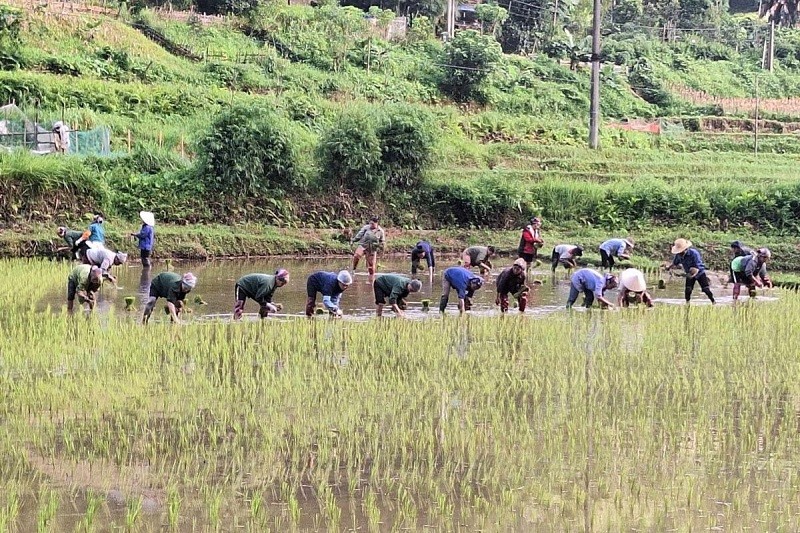 Phụ nữ xã Yên Thượng (huyện Chợ Đồn) đoàn kết giúp nhau cấy lúa, đảm bảo thời vụ gieo trồng. Ảnh: H.Lan Phụ nữ xã Yên Thượng (huyện Chợ Đồn) đoàn kết giúp nhau cấy lúa, đảm bảo thời vụ gieo trồng. Ảnh: H.Lan