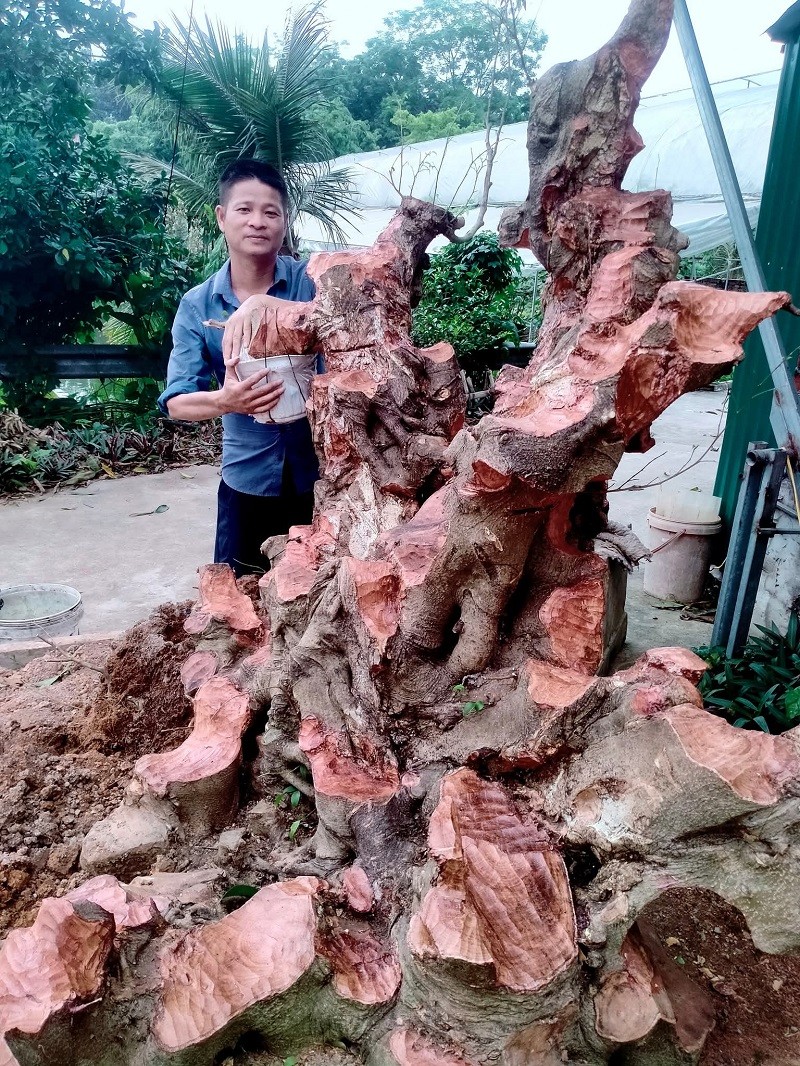 Nghệ nhân SVC Nguyễn Văn Phê tạo dáng ngũ phúc từ gốc cây xanh Nam Điền. Nghệ nhân SVC Nguyễn Văn Phê tạo dáng ngũ phúc từ gốc cây xanh Nam Điền.