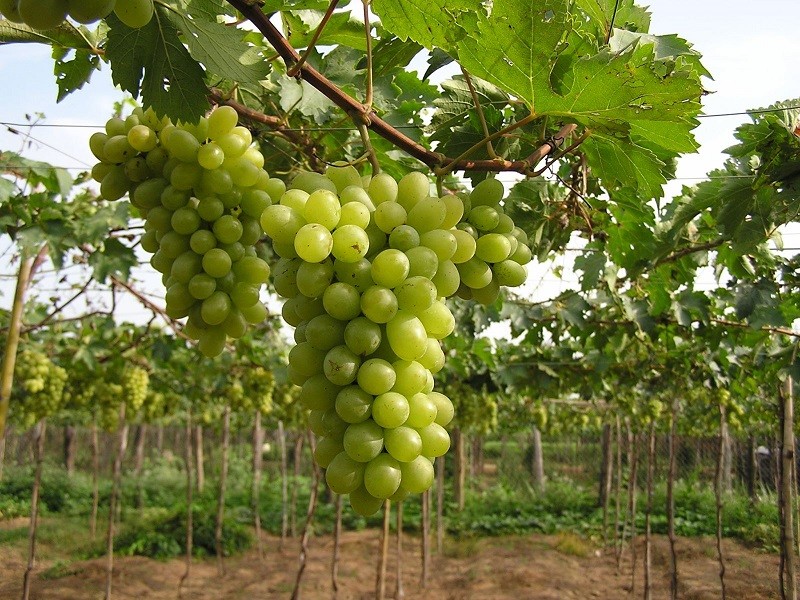 Nghệ nhân sinh vật cảnh năng động, sáng tạo Nghệ nhân sinh vật cảnh năng động, sáng tạo